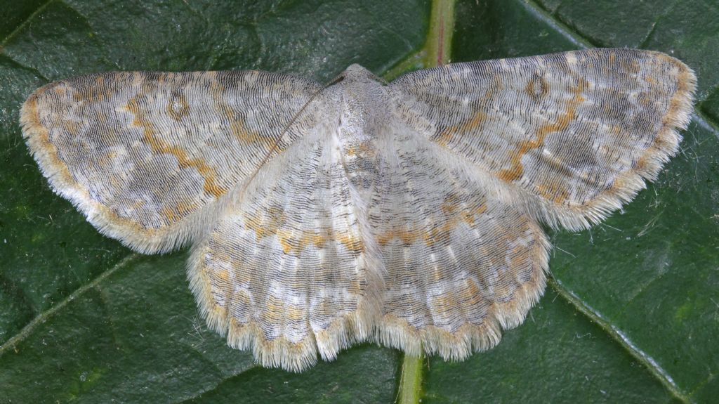 Charissa variegata (Duponchel, 1830)